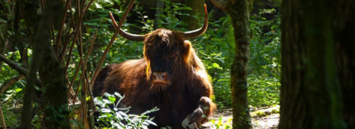 Lage Bergse Bos